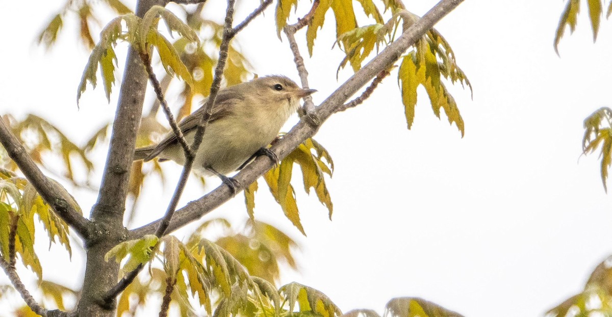 Warbling Vireo - Matt M.