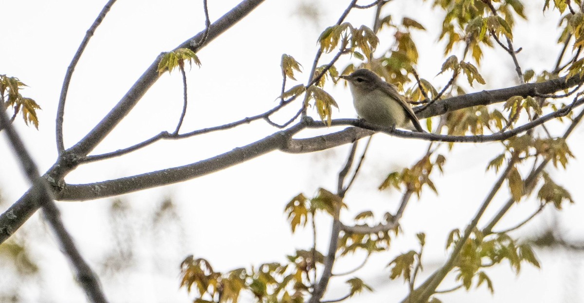 Warbling Vireo - Matt M.