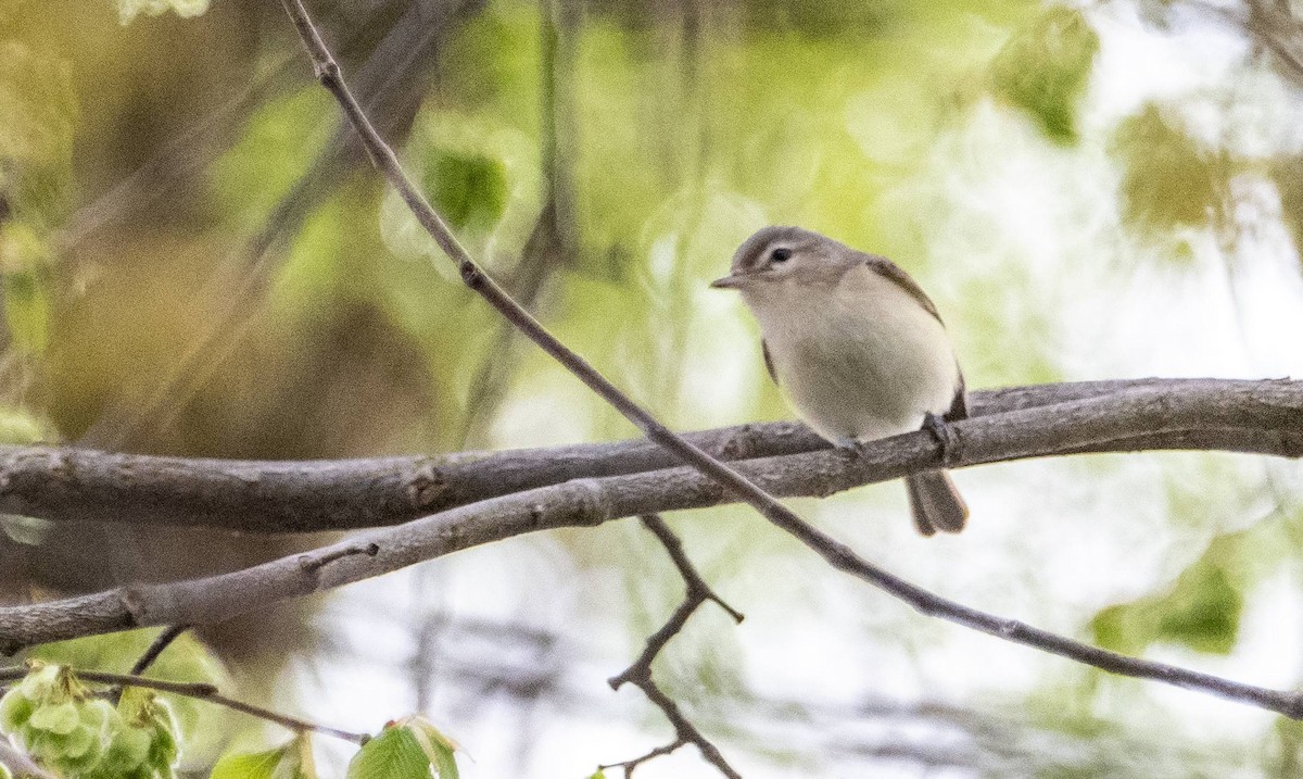 Warbling Vireo - Matt M.