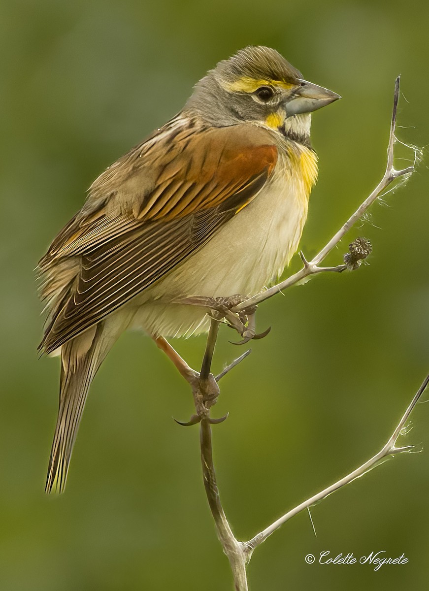 Dickcissel - Colette Vranicar