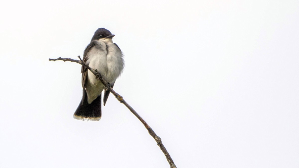 Eastern Kingbird - Matt M.