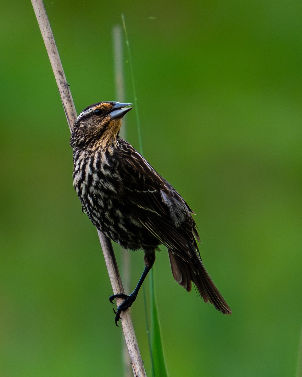 Red-winged Blackbird - Martin Mau