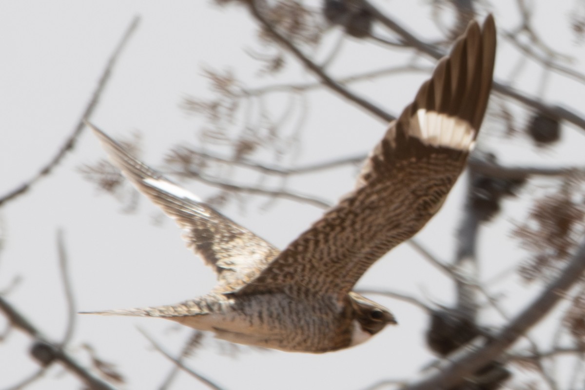 Common Nighthawk - Dylan Osterhaus