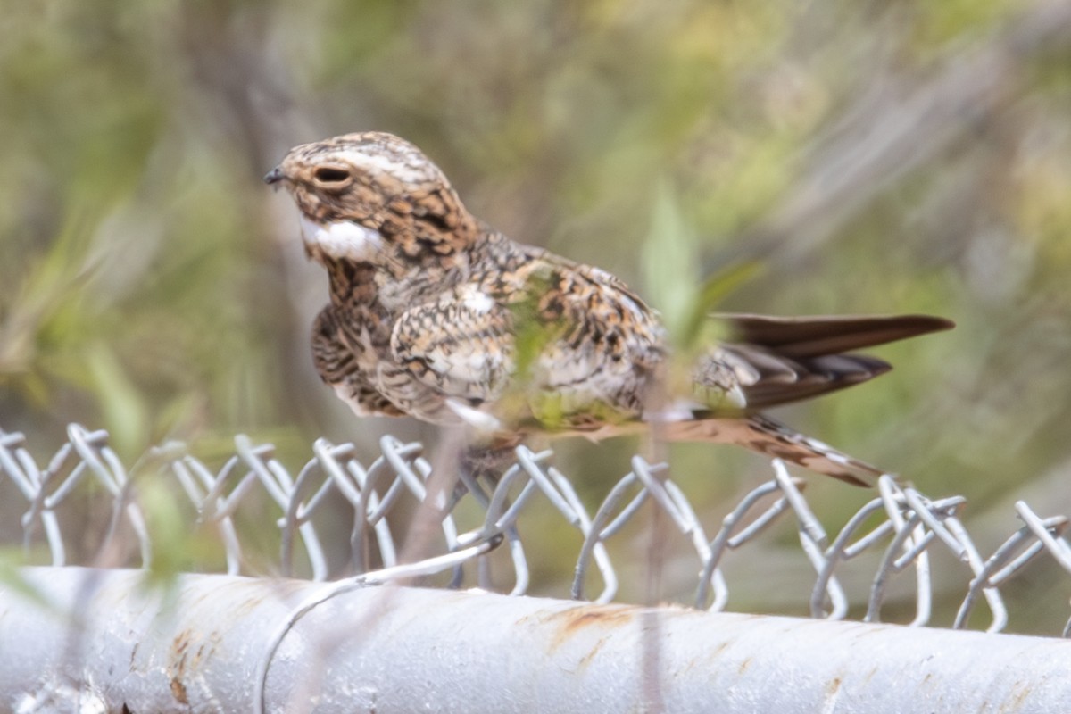 Common Nighthawk - Dylan Osterhaus