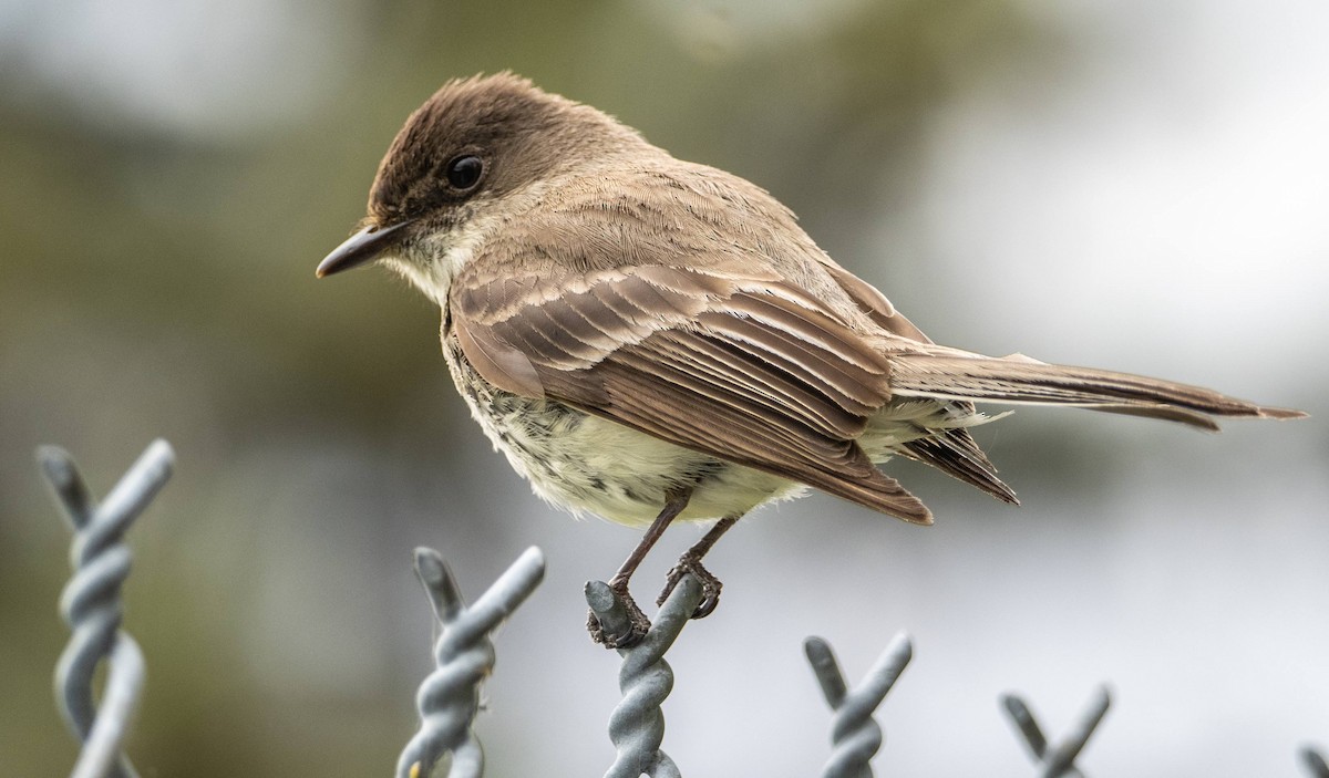 Eastern Phoebe - Matt M.