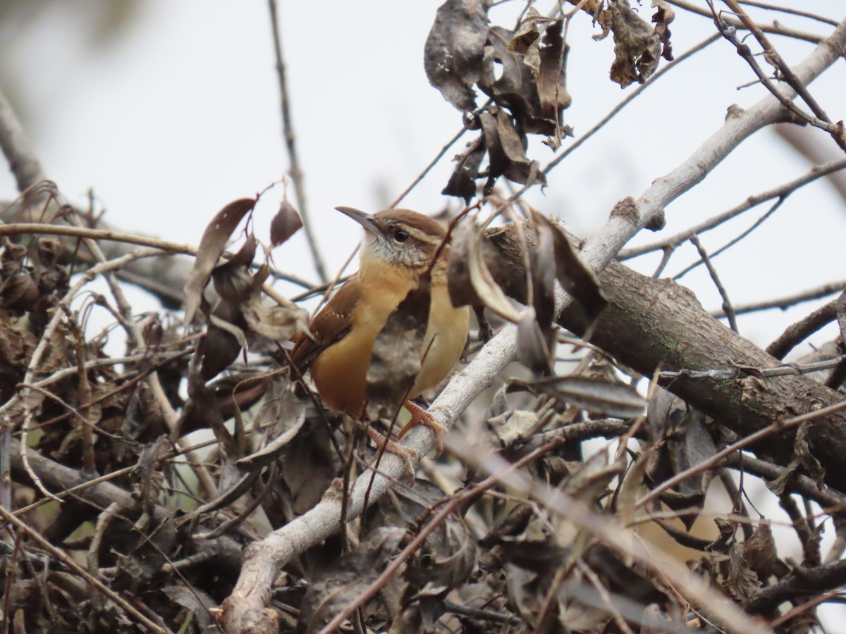 Carolina Wren - Leah Kmiecik