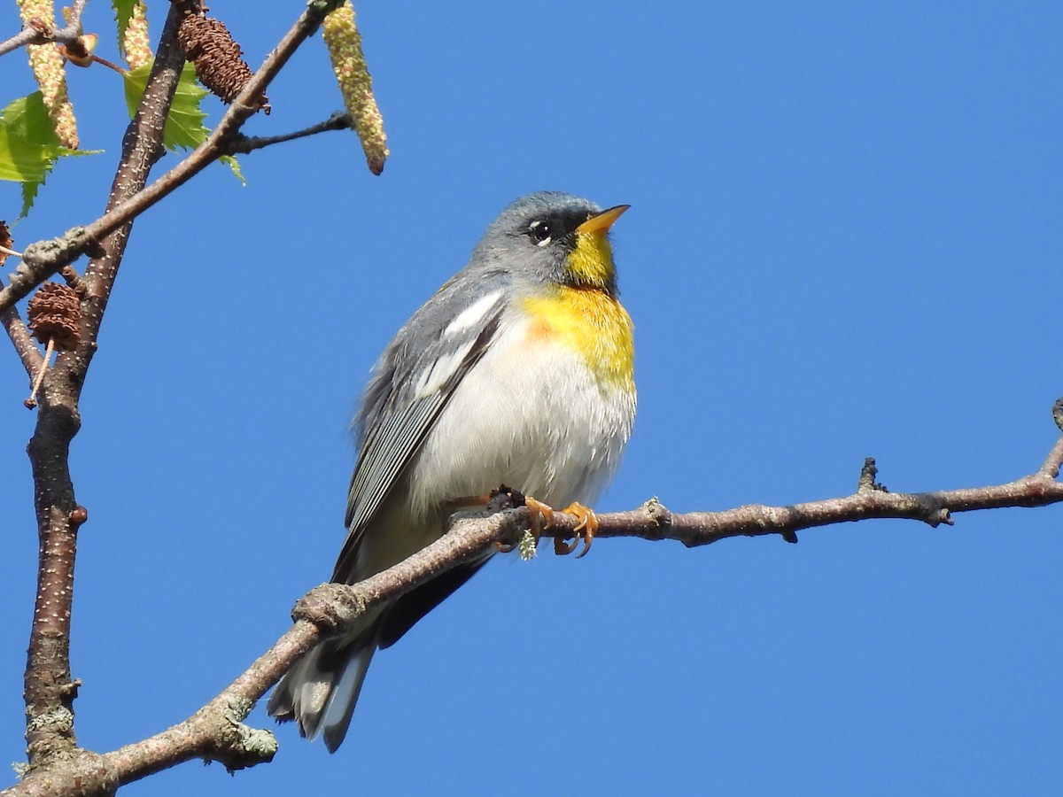 Northern Parula - Rhonda Langelaan