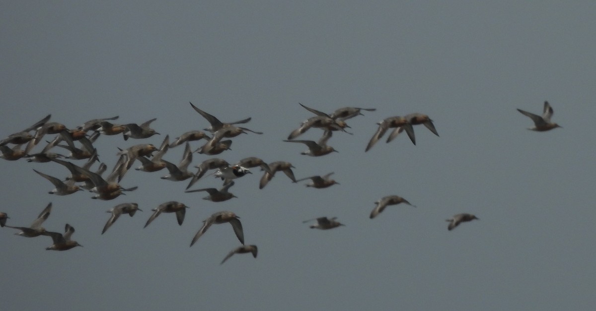 Red Knot - Dave Milsom