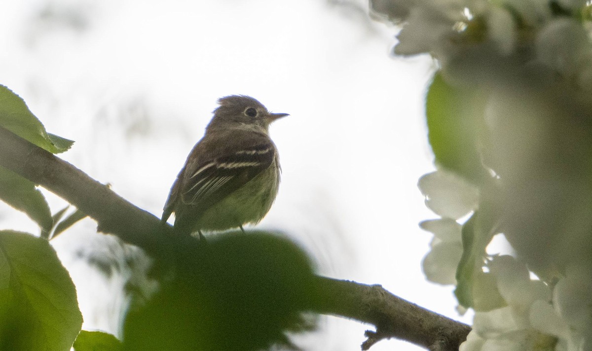 Least Flycatcher - Matt M.