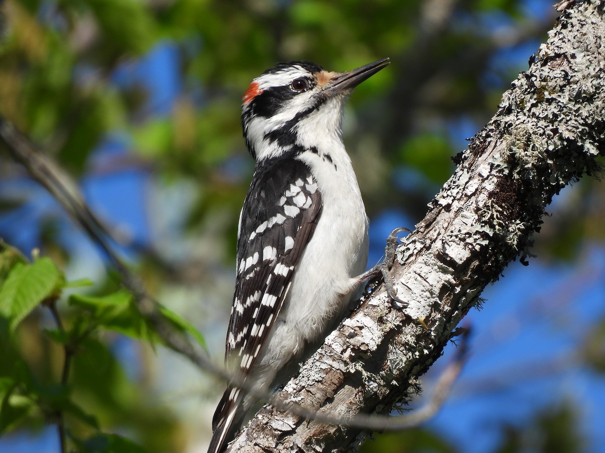 Hairy Woodpecker - Rhonda Langelaan