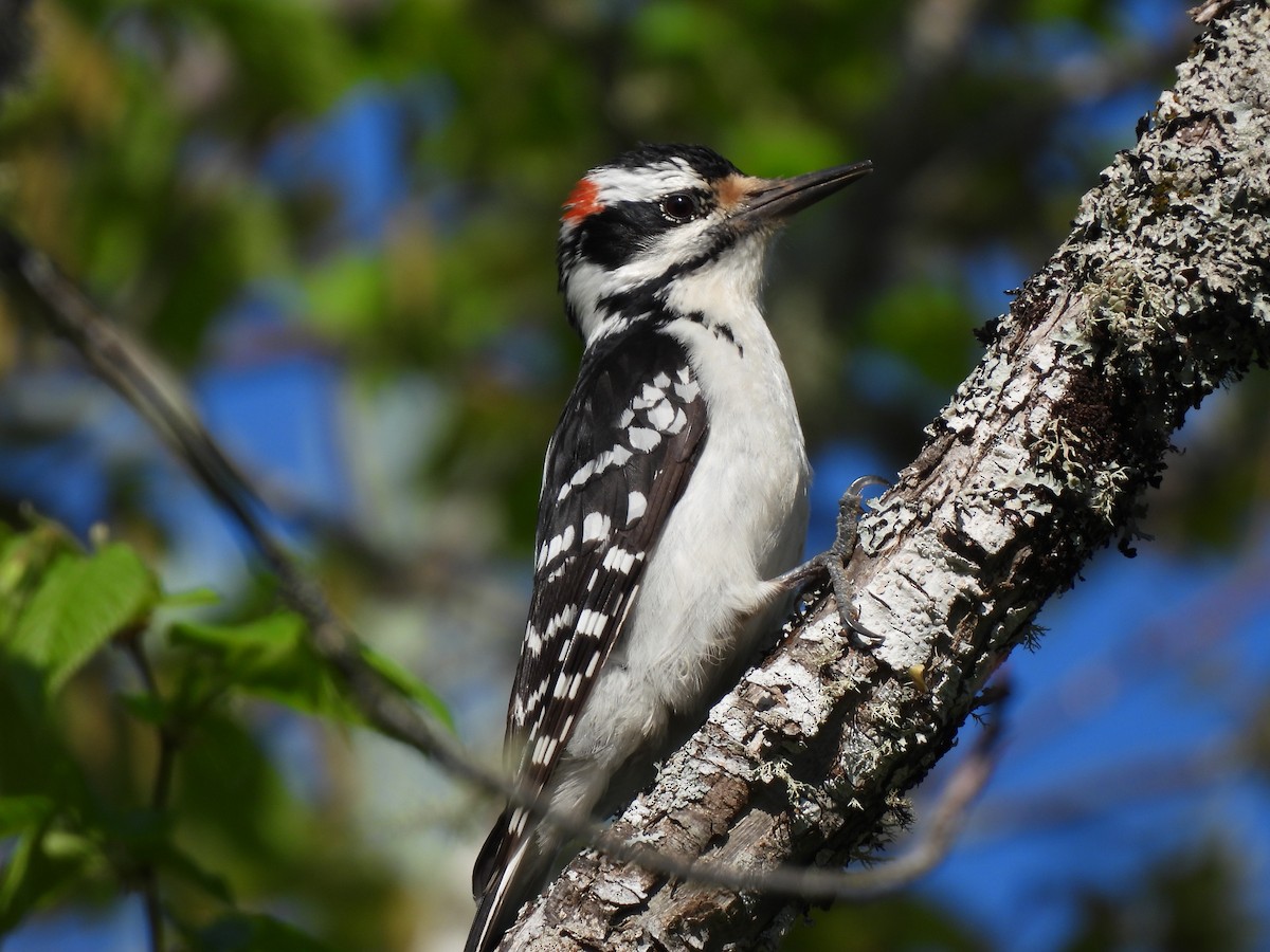 Hairy Woodpecker - Rhonda Langelaan
