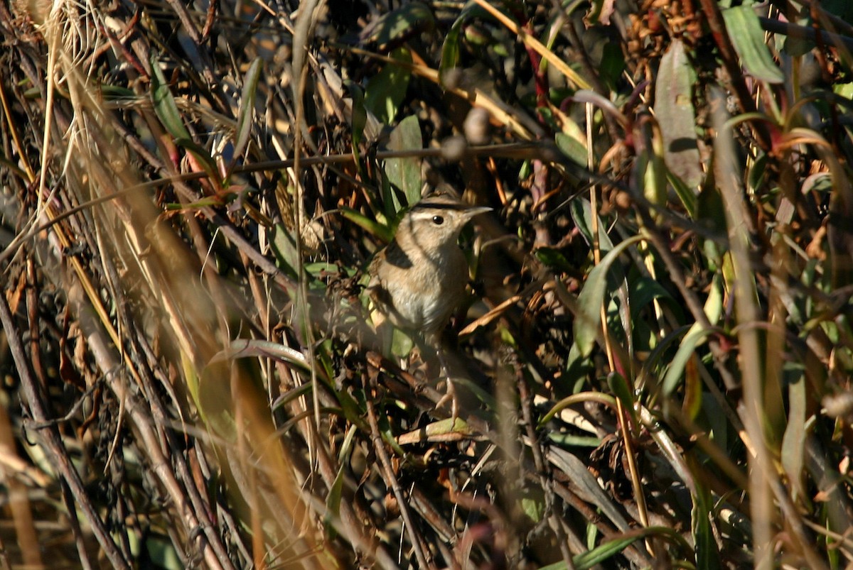 Marsh Wren - William Clark