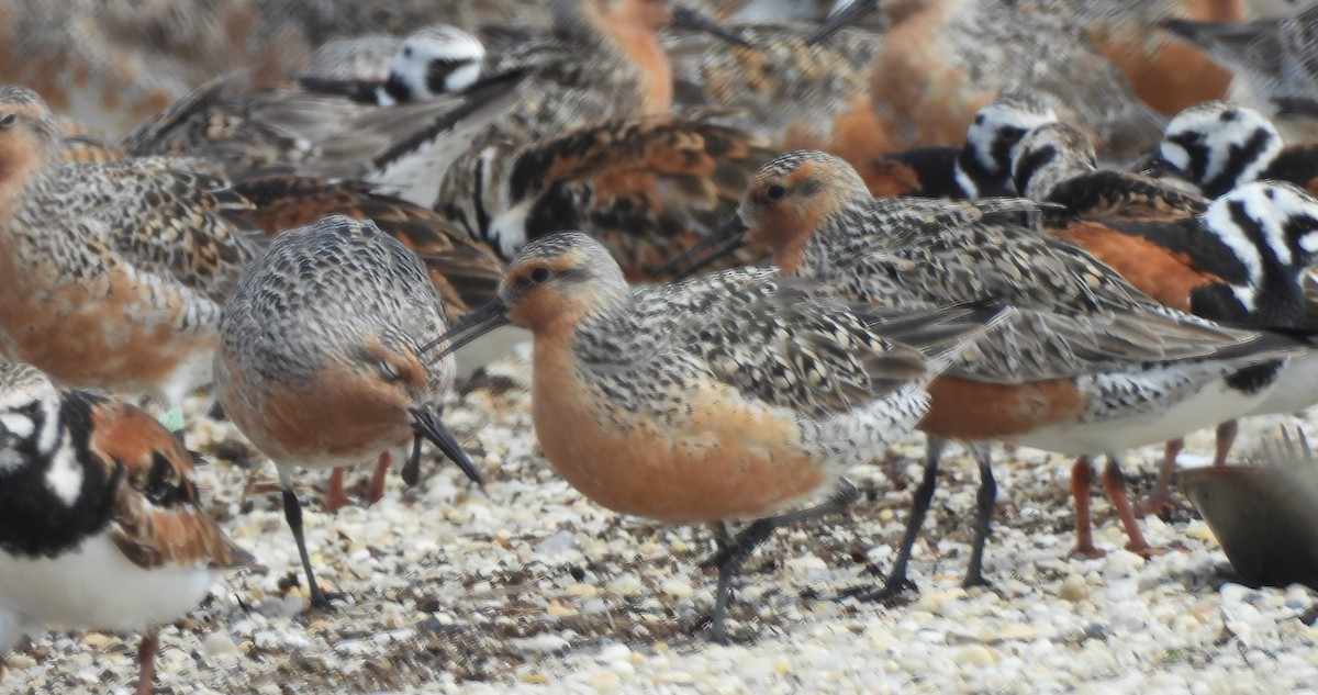 Red Knot - Dave Milsom