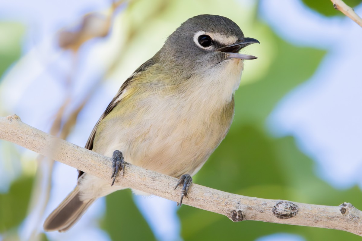 Cassin's Vireo - Dylan Osterhaus