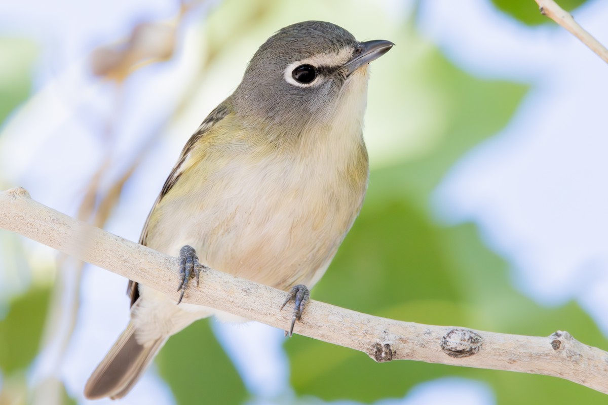 Cassin's Vireo - Dylan Osterhaus