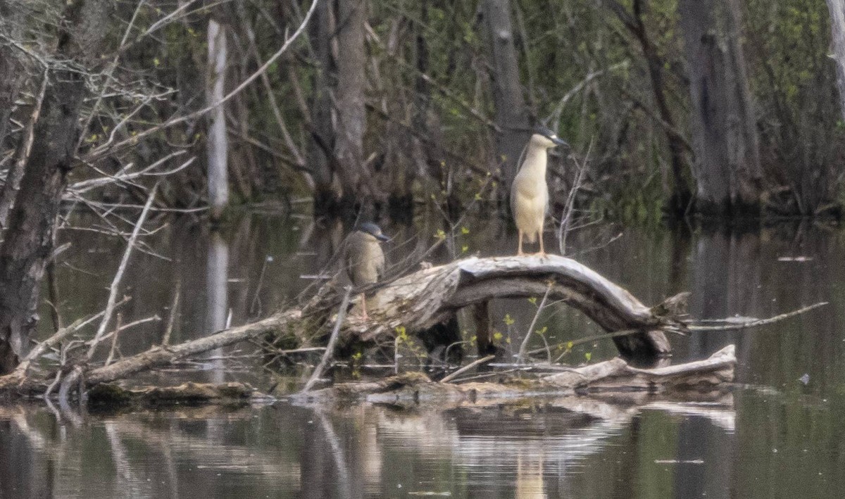 Black-crowned Night Heron - Matt M.