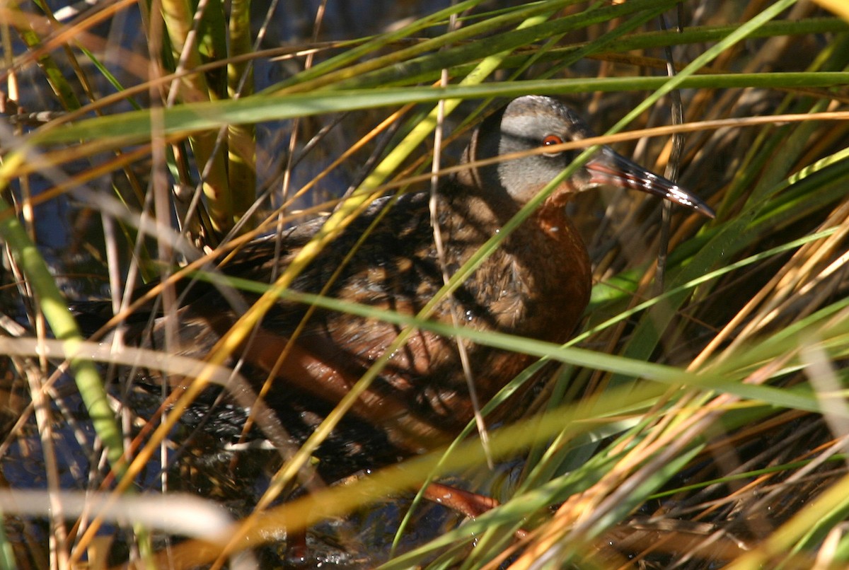 Virginia Rail - ML619507693