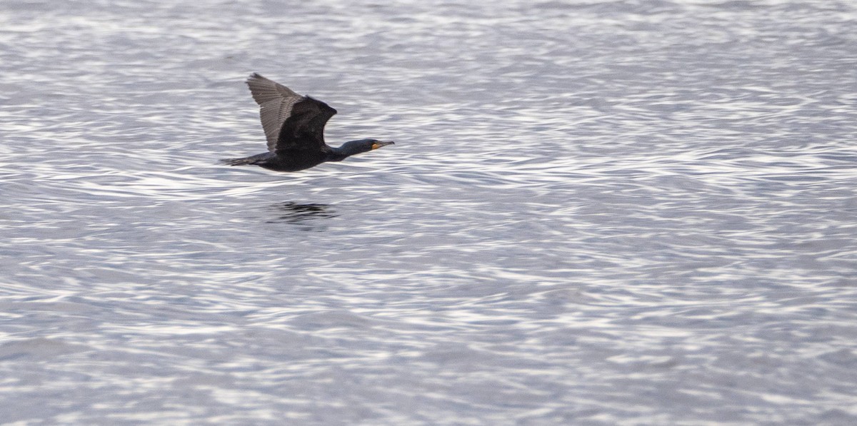 Double-crested Cormorant - ML619507695