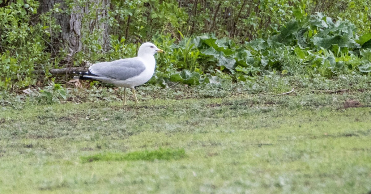 Ring-billed Gull - Matt M.