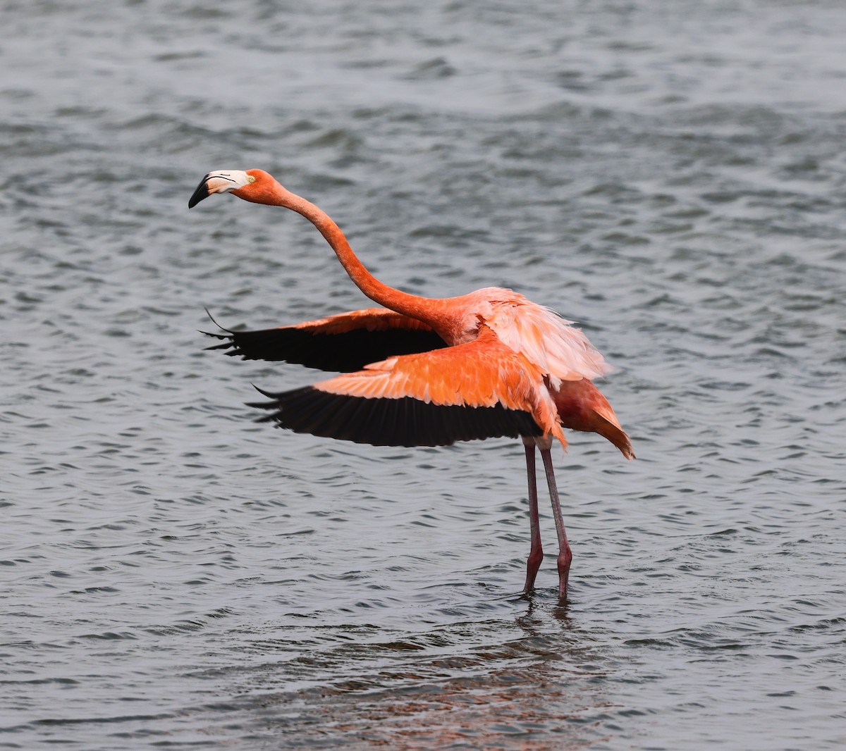 Flamant des Caraïbes - ML619507701