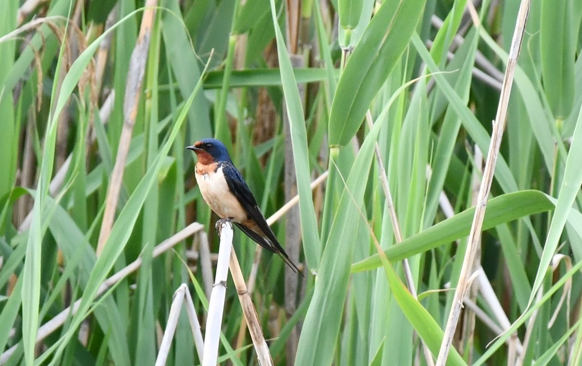 Barn Swallow - Brian Kenney