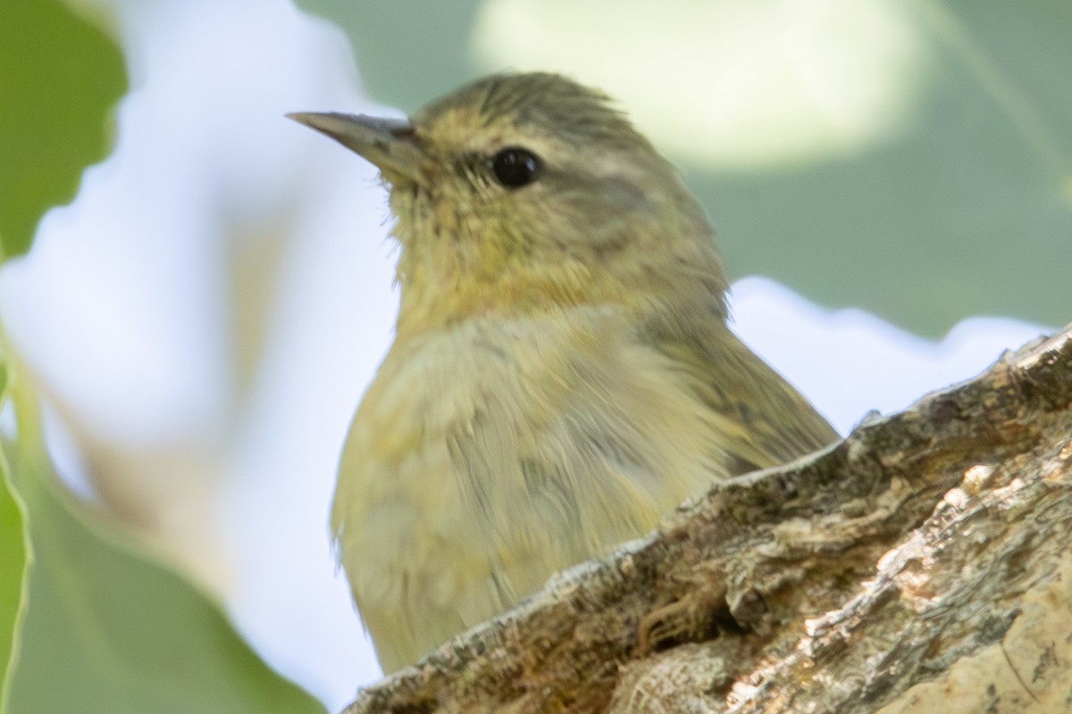 Tennessee Warbler - Dylan Osterhaus