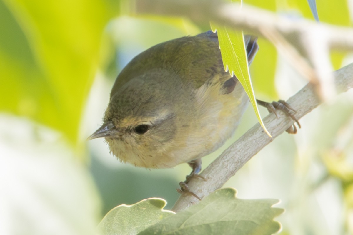 Tennessee Warbler - Dylan Osterhaus