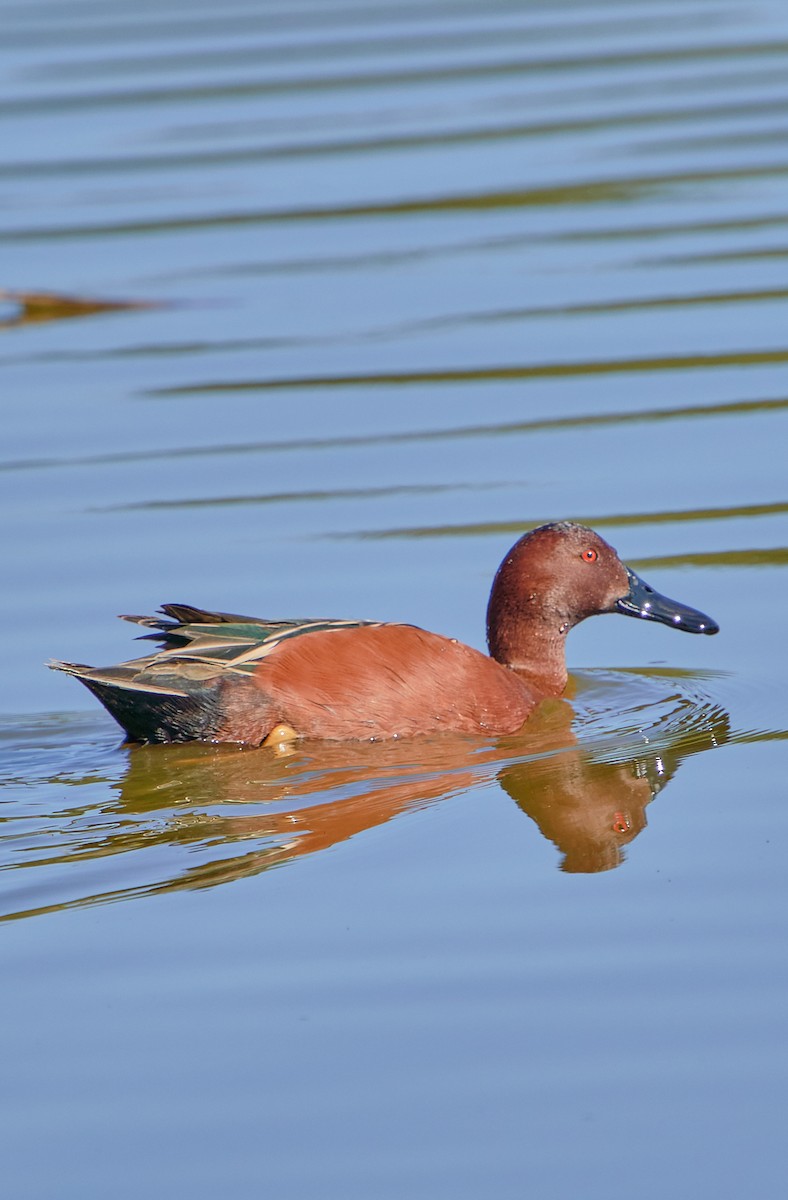 Cinnamon Teal - Angélica  Abarca