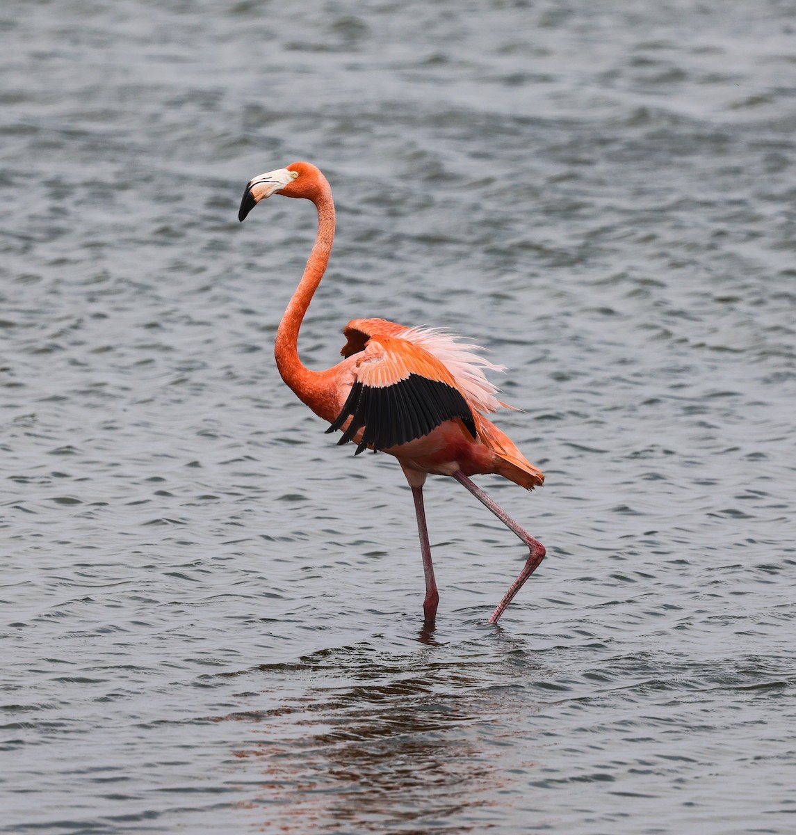 American Flamingo - Joseph Hood