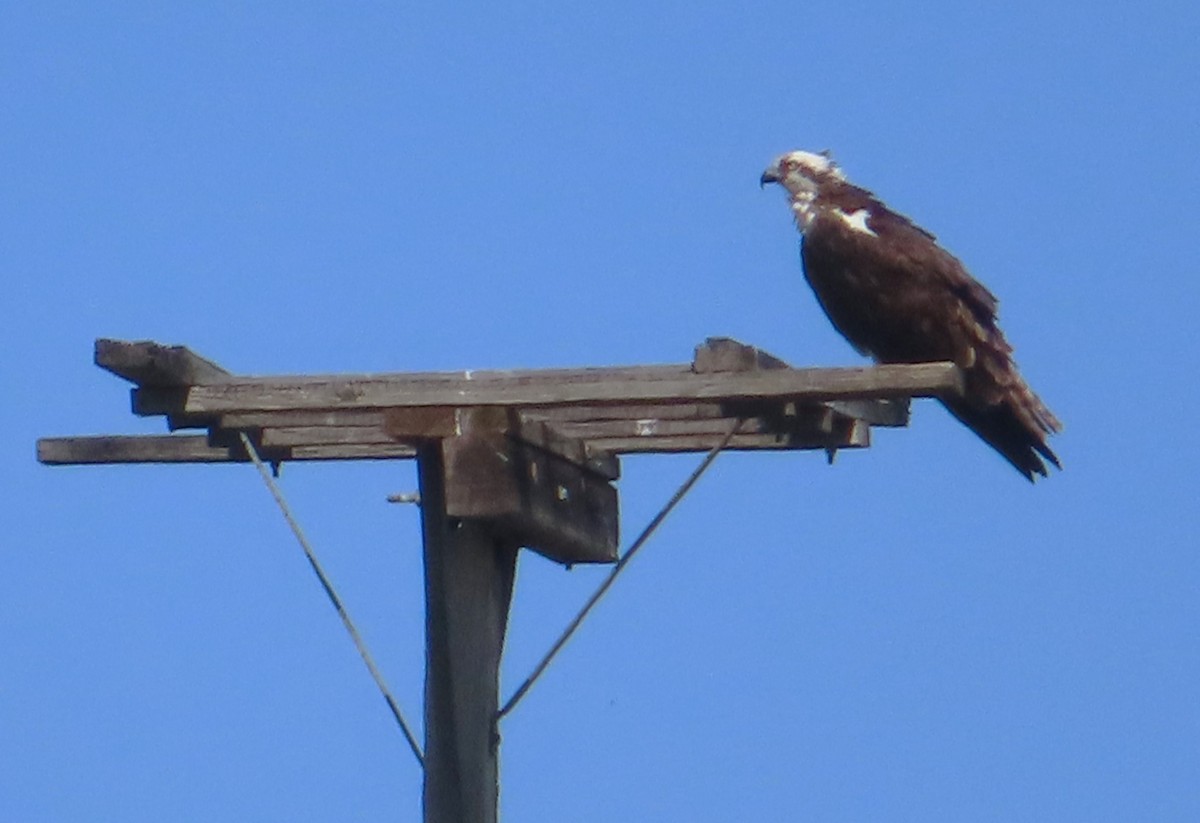 Osprey - Claire Weiser