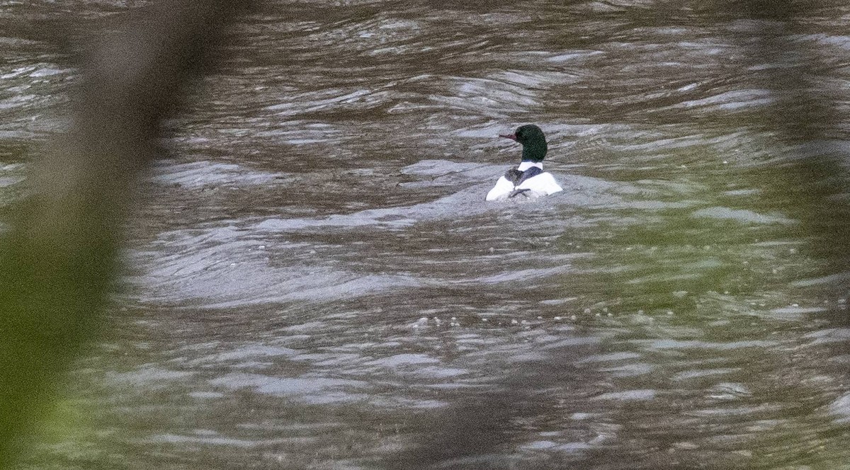 Common Merganser - Matt M.