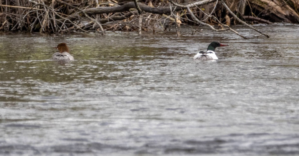 Common Merganser - Matt M.