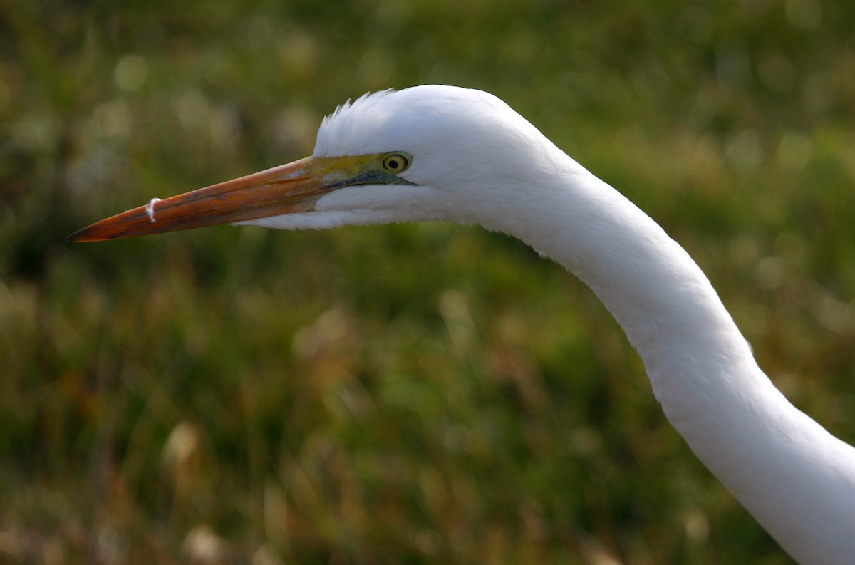 Great Egret - William Clark