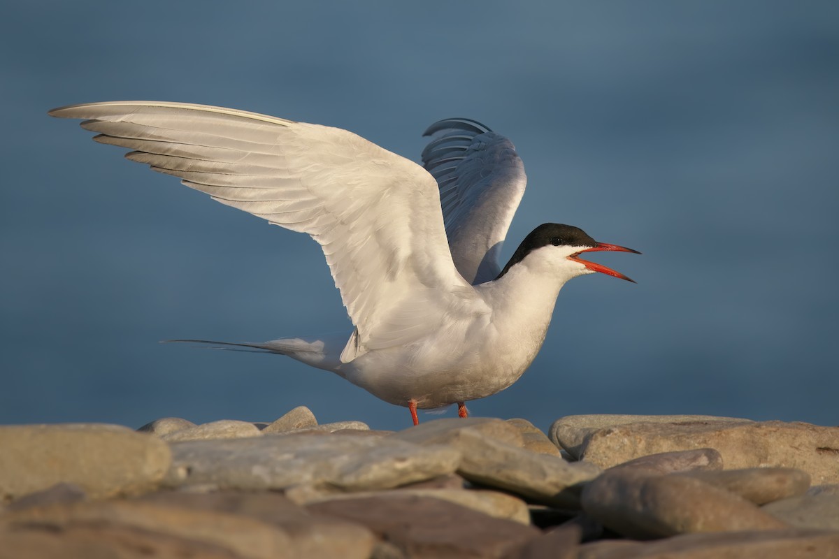 Common Tern - Gavin Edmondstone