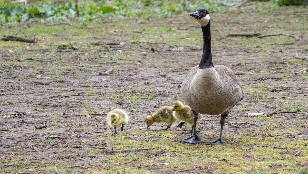 Canada Goose - Matt M.