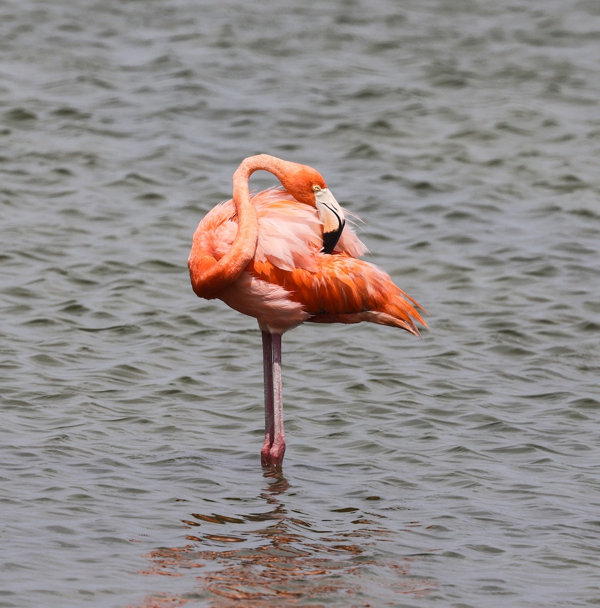 American Flamingo - Joseph Hood