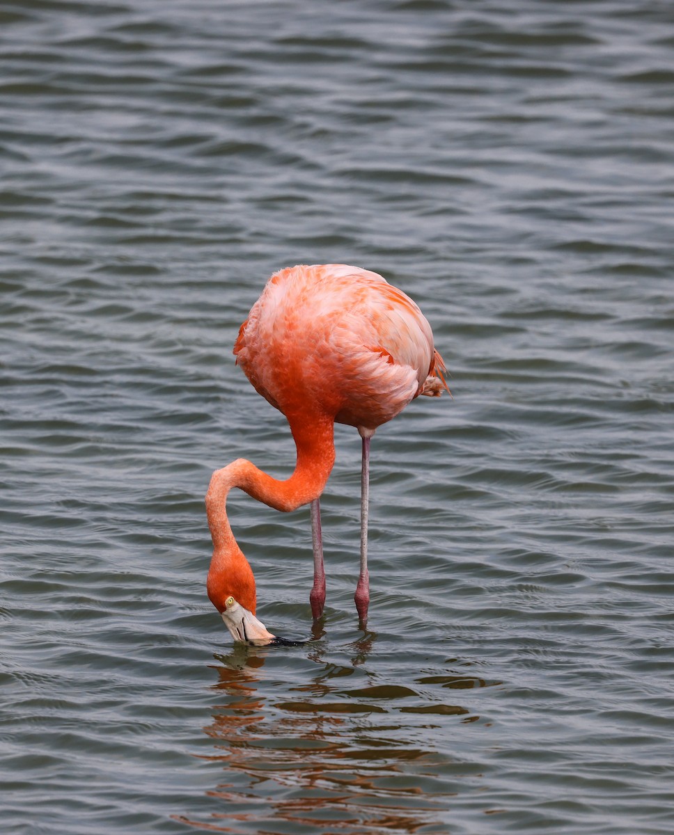 Flamant des Caraïbes - ML619507736