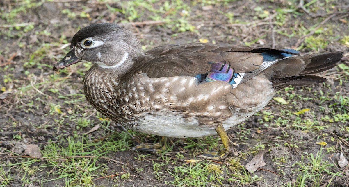 Wood Duck - Matt M.