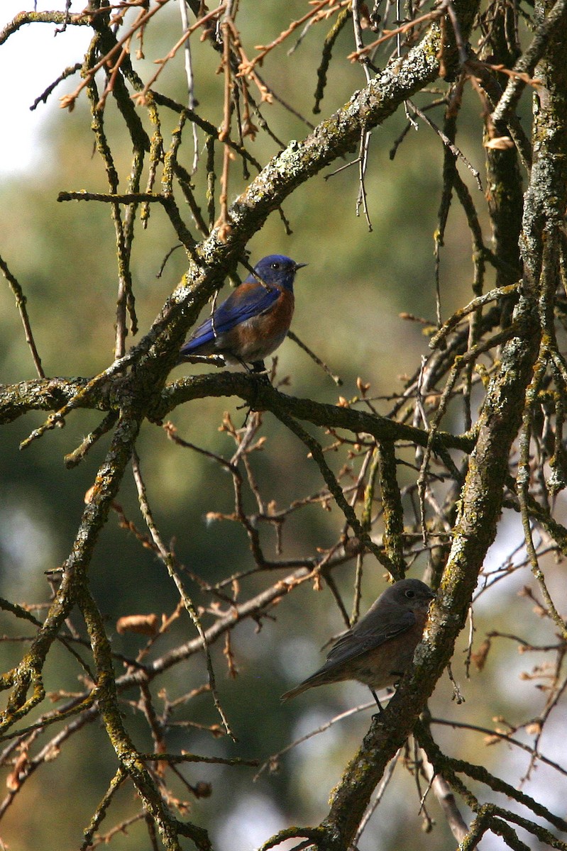 Western Bluebird - William Clark