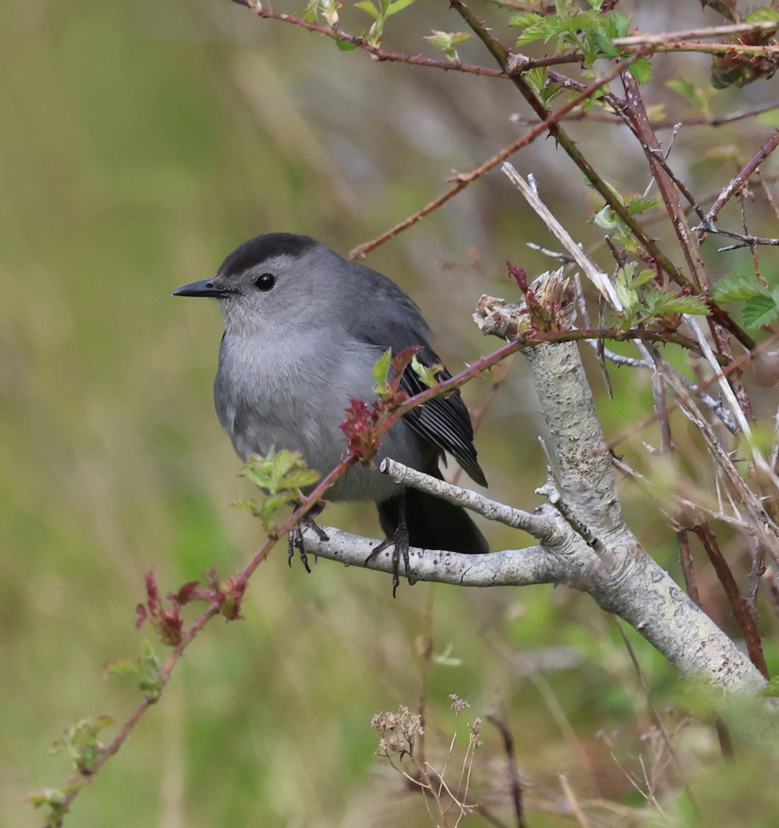 Gray Catbird - burton balkind