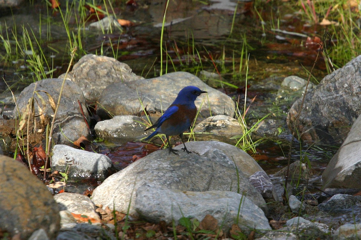 Western Bluebird - William Clark