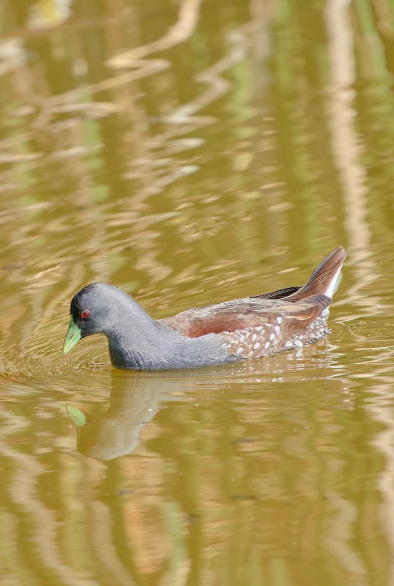 Spot-flanked Gallinule - Angélica  Abarca