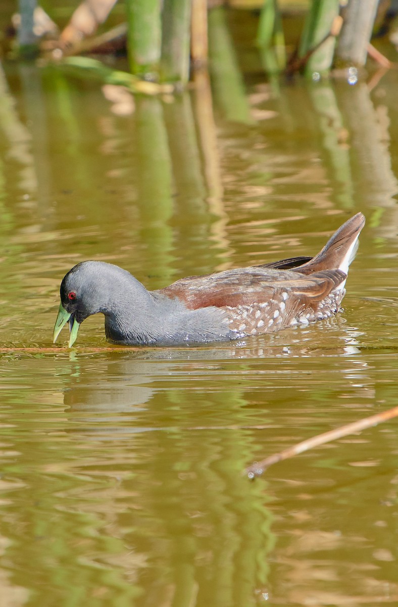 Spot-flanked Gallinule - Angélica  Abarca