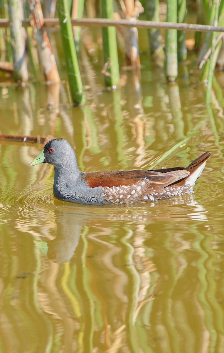 Spot-flanked Gallinule - Angélica  Abarca