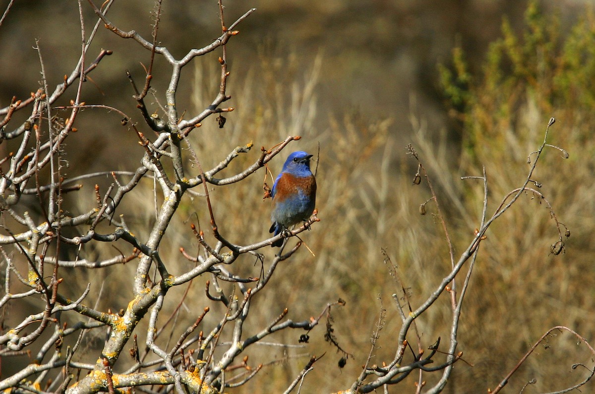 Western Bluebird - William Clark