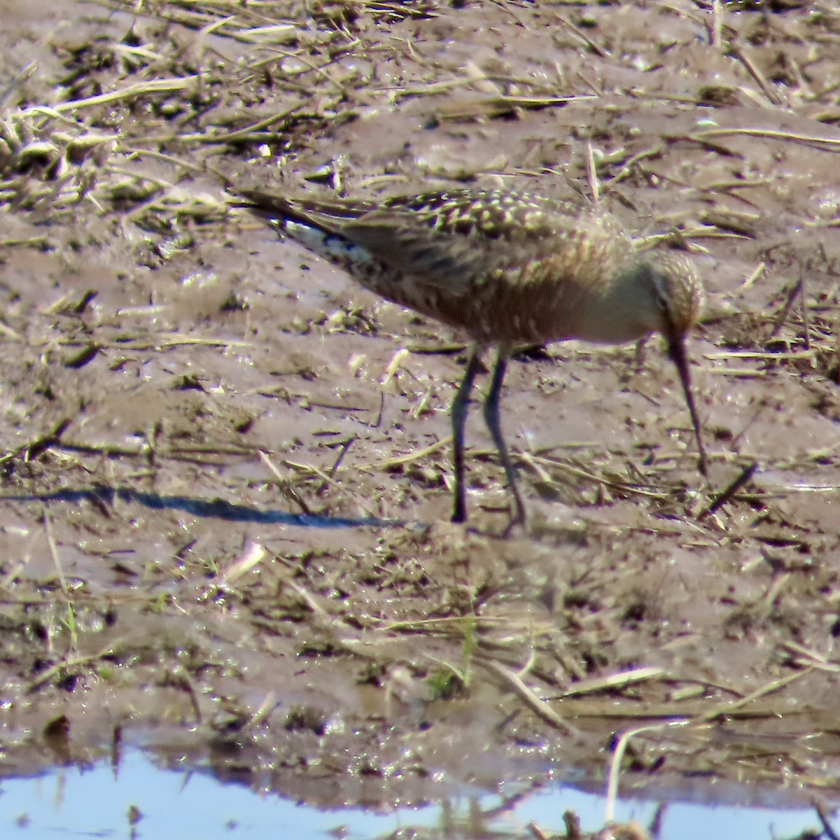 Hudsonian Godwit - Jocelyn K