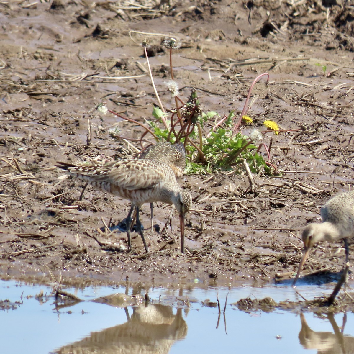 Hudsonian Godwit - Jocelyn K