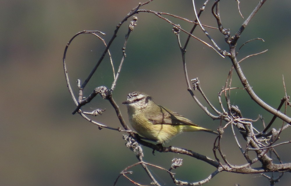 Yellow-rumped Thornbill - Sarah Maddox