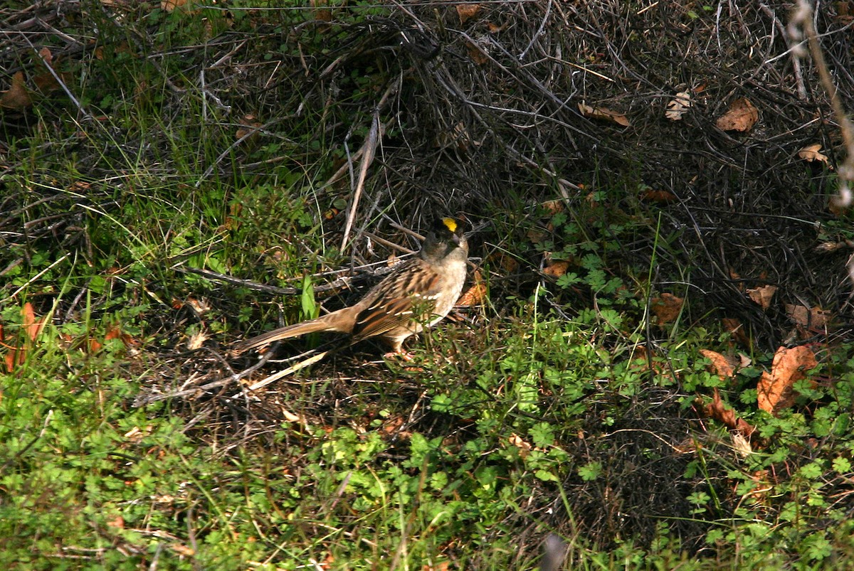 Golden-crowned Sparrow - William Clark