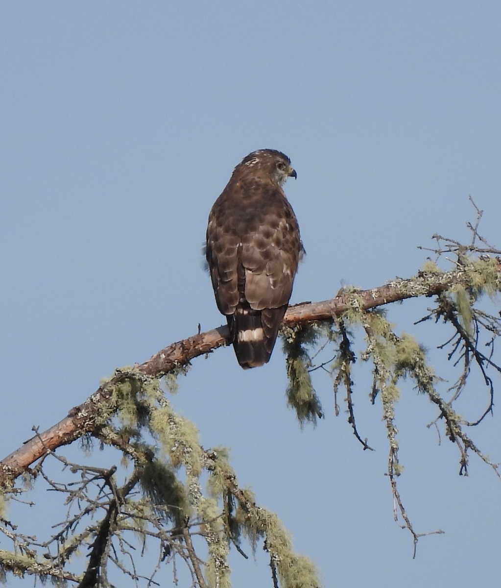 Broad-winged Hawk - Rhonda Langelaan